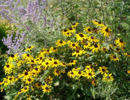 HazelNut Garden With Yellow Flowers